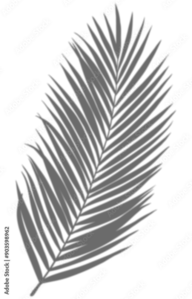 Shadow Palm Leaves silhouette ,Blurry Tropical Coconut Leaf Overlay, Element object for Spring Summer, Mock up Product Presentation. Shadow Palm Leaves silhouette ,Blurry Tropical Coconut Leaf Overlay, Element object for Spring Summer, Mock up Product Presentation.