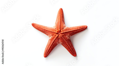 starfish isolated on white background