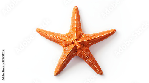 starfish isolated on white