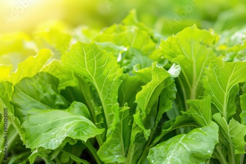 Mizuna explosion featuring the delicate and mildly spicy Japanese greens