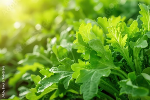 Mizuna explosion featuring the delicate and mildly spicy Japanese greens
