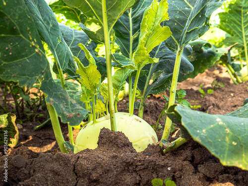 Kohlraben  aus dem eigenen Garten selbst angebaut, homefarming 
 photo