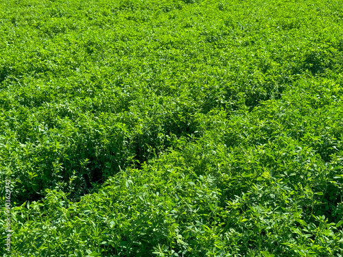 Alfalfa. Green surface, landscape of a field of bright green lucerne, top view. One of the fields whose plants will be processed into good fodder for cows