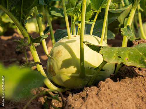 Kohlraben  aus dem eigenen Garten selbst angebaut, homefarming 
 photo