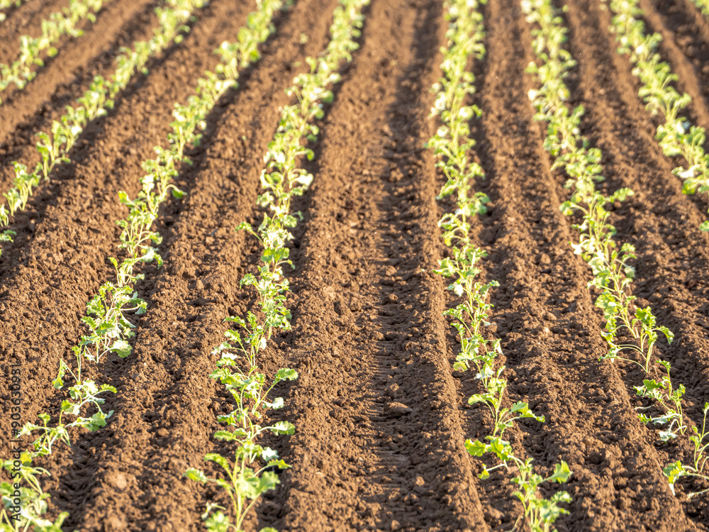 Planting lettuce in organic farming focuses on sustainable practices, using organic seeds, nutrient-rich soil, and natural fertilizers. It ensures chemical-free, fresh produce while preserving soil an Planting lettuce in organic farming focuses on sustainable practices, using organic seeds, nutrient-rich soil, and natural fertilizers. It ensures chemical-free, fresh produce while preserving soil an