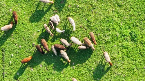 Aerial view captures a colorful scene of sheep grazing on a sunny day in a lush green pasture photo