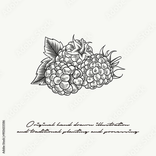 black and white blackberry illustration in engraving style