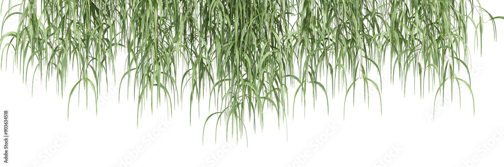 Obraz premium bamboo isolated on white background