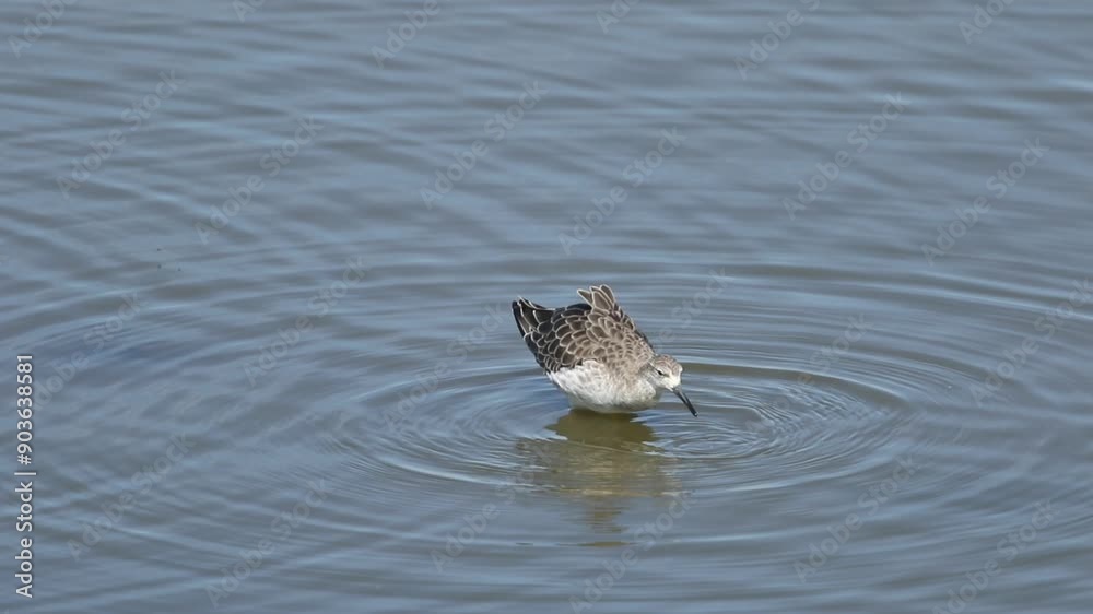 A Ruff, Calidris pugnax, feeding in the shallow waters of a lake. A Ruff, Calidris pugnax, feeding in the shallow waters of a lake.