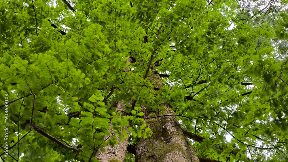 dawn redwood metasequoia glyptostroboides tree dawn redwood metasequoia glyptostroboides tree