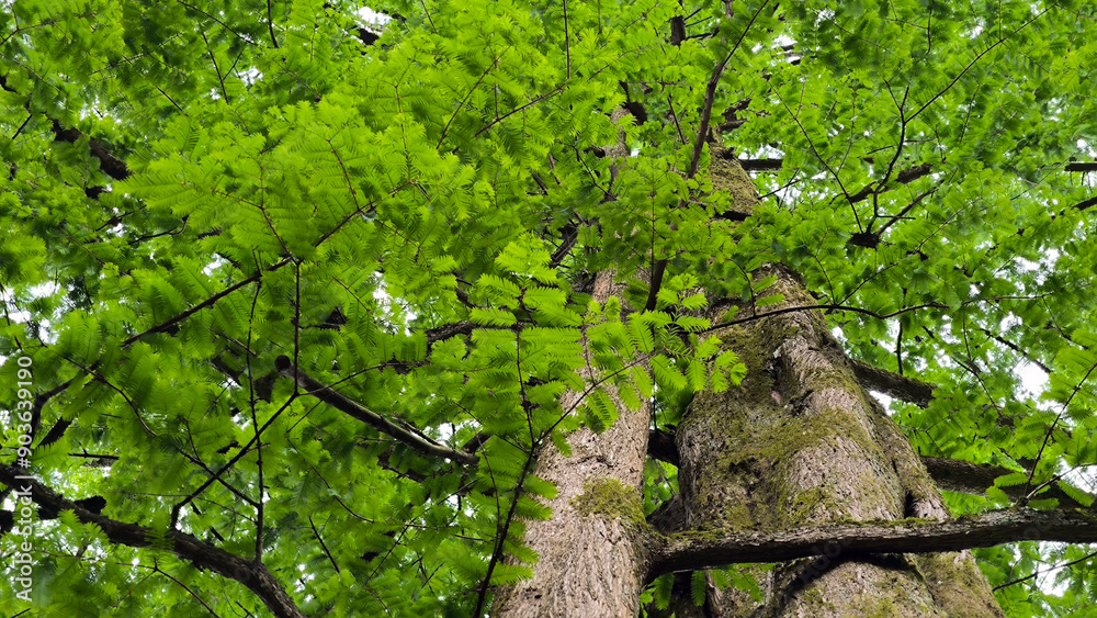 Fototapeta premium dawn redwood metasequoia glyptostroboides tree