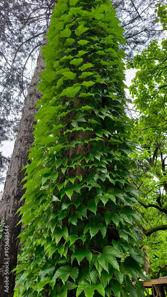 Fototapeta premium Boston Ivy 'Fenway Park' (Parthenocissus tricuspidata) growing on the tree