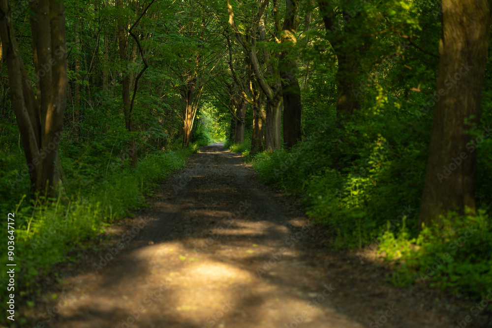 Naklejka premium Sonnenlicht auf einem Waldweg
