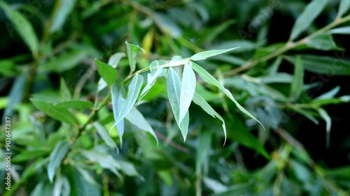 white willow in Germany in summer, medicinal tree with leaves
