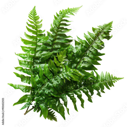 Lush Green Fern Leaves Isolated on White Background in Botanical Arrangement