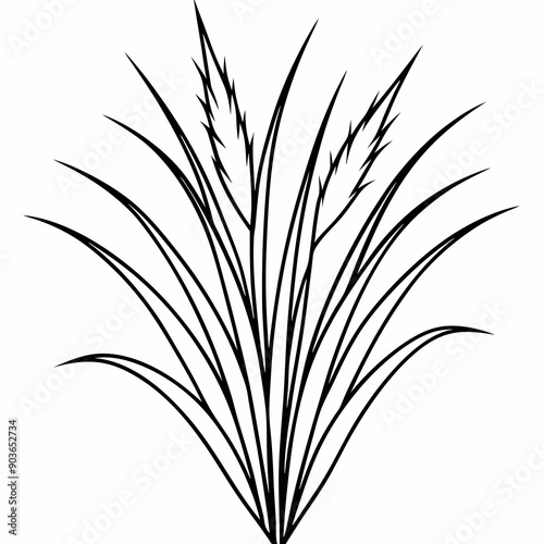 pennisetum-alopecuroides--fountain-grass-- line art vector