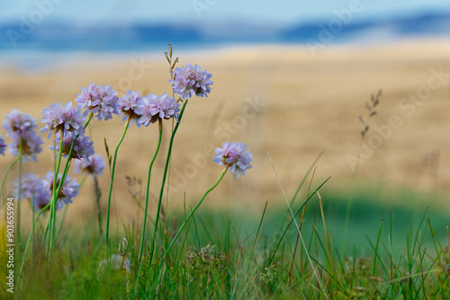 gewöhnliche Grasnelke (Armeria maritima) photo