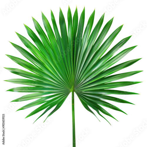 Close-up Photo of a Vibrantly Green Palm Leaf Fan on a White Background