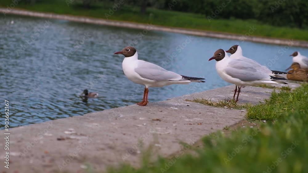 Seagulls and ducks on the lake in summer Seagulls and ducks on the lake in summer