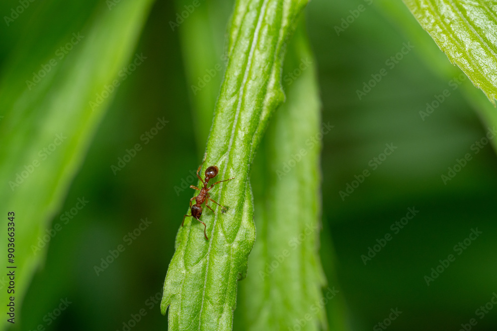 Small brown ant on a green leaf Small brown ant on a green leaf