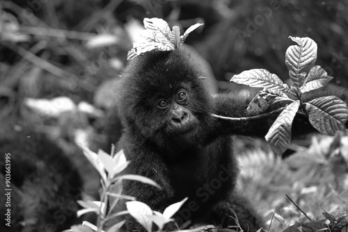 Baby Mountain Gorilla (Gorilla beringei beringei) being playful in the jungle of Rwanda.	