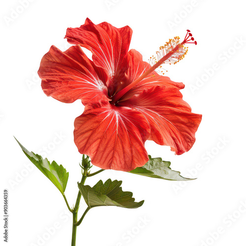 Vibrant Red Hibiscus Flower in Bloom with Green Foliage Isolated on White Background