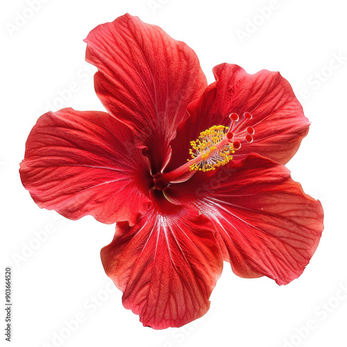 Close-Up of Vibrant Red Hibiscus Flower