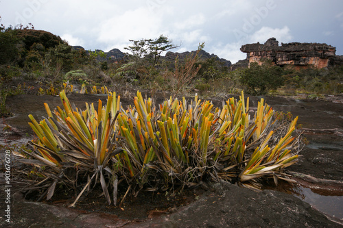 Plant of the bromeliad Brocchinia reducta on black sandstone rock on Auyan Tepui, Venezuela photo