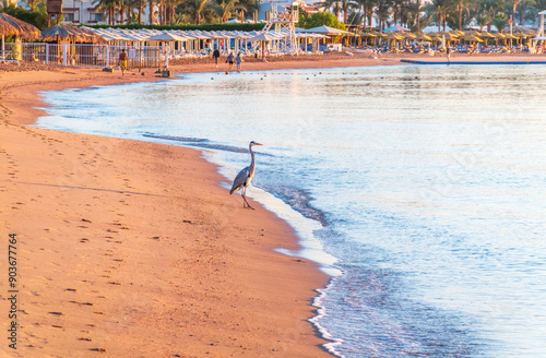 Gray heron fishing on the beach of the Red Sea. Naama Bay beach, Sharm El Sheikh, Egypt photo