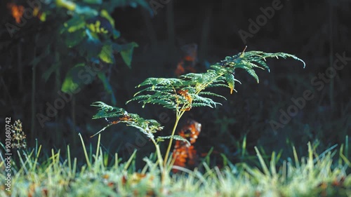 A close-up tilt-shift shot of the ferns on the lush meadow. slow-motion, pan follow. High-quality 4k footage photo