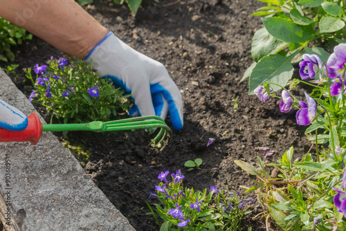 Weeding a flower bed in the garden. Weed control. Cultivated land. Agricultural work on the plantation