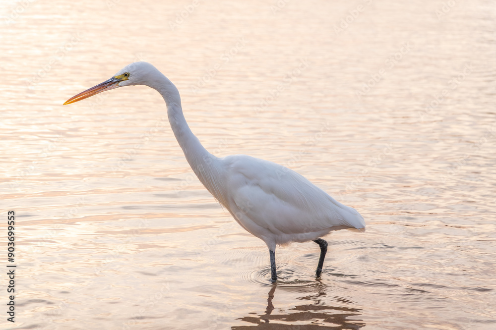 Obraz premium Great egret (Ardea alba), a medium-sized white heron fishing on the sea beach