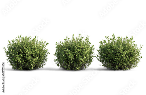 Photorealistic green shrubs and ornamental plants in a symmetrical arrangement, featuring detailed foliage and boxwood topiary, isolated PNG on transparent BG, perfect for landscape design elements