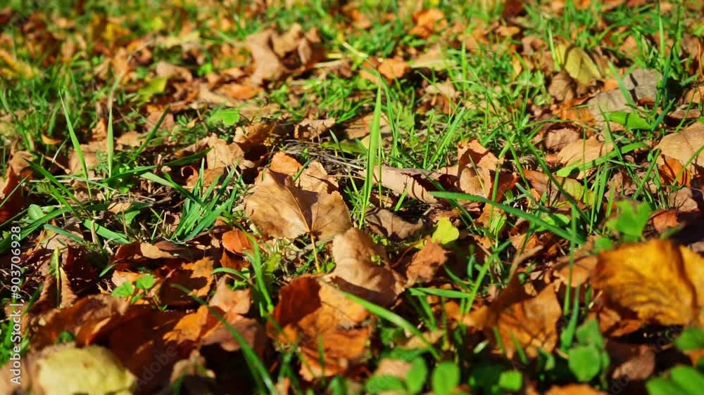 Close up slow motion of fallen yellow leaves on green grass in the sunny park. Close up slow motion of fallen yellow leaves on green grass in the sunny park.
