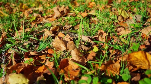 Wallpaper Mural Close up slow motion of fallen yellow leaves on green grass in the sunny park. Torontodigital.ca