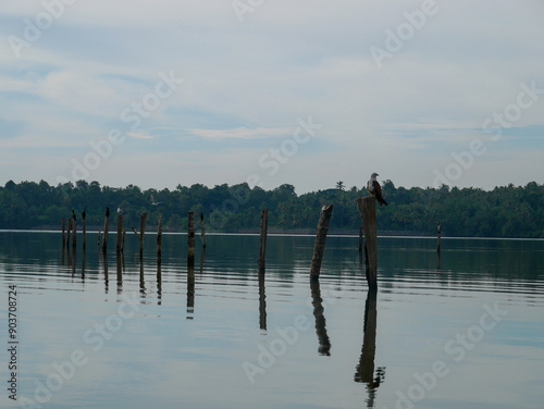 birds on pole by the water