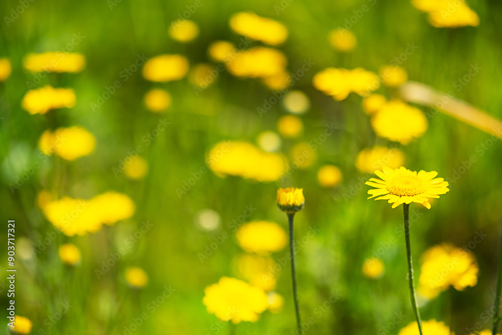 Field of yellow wildflowers in bright sunlight. Field of yellow wildflowers in bright sunlight.