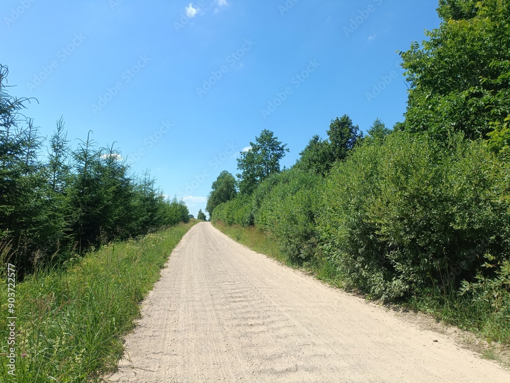 Road in forest in Siauliai county during sunny summer day. Oak and birch tree woodland. Sunny day with white clouds in blue sky. Bushes are growing in woods. Sandy road. Nature. Summer season. Miskas. Road in forest in Siauliai county during sunny summer day. Oak and birch tree woodland. Sunny day with white clouds in blue sky. Bushes are growing in woods. Sandy road. Nature. Summer season. Miskas.