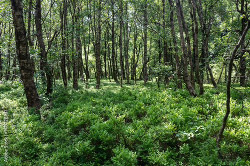 Birchin a green forest forest