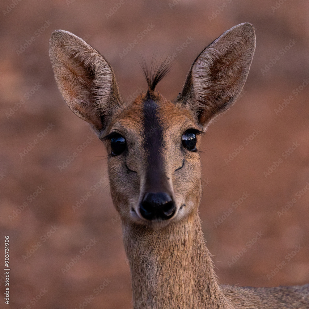 a portrait of a duiker ewe a portrait of a duiker ewe