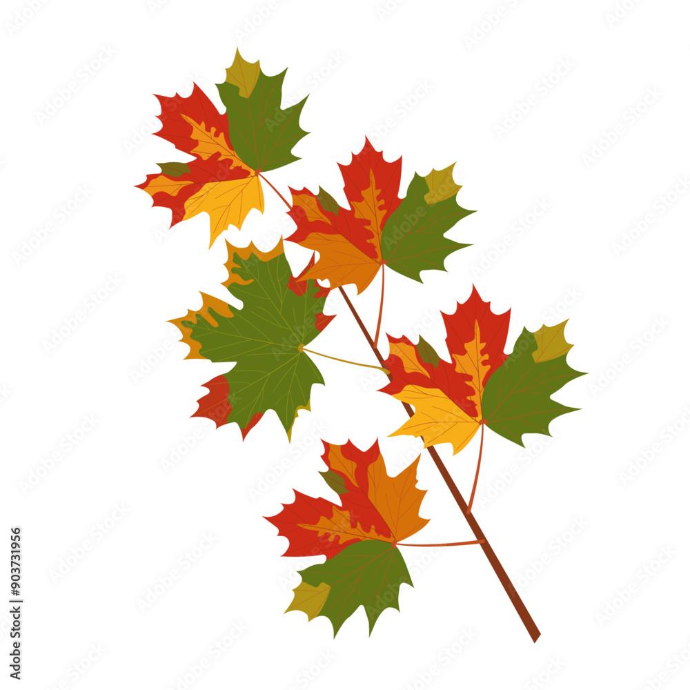 Branch with autumn maple leaves isolated on transparent and white background. Close-up element for nature design decoration. Vector cartoon illustration. Branch with autumn maple leaves isolated on transparent and white background. Close-up element for nature design decoration. Vector cartoon illustration.