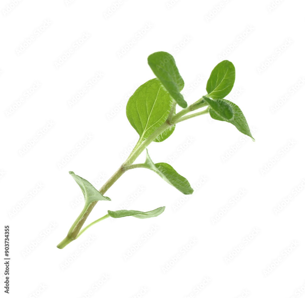 Sprig of fresh green oregano isolated on white Sprig of fresh green oregano isolated on white