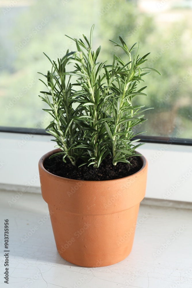 custom made wallpaper toronto digitalRosemary plant growing in pot on windowsill. Aromatic herb