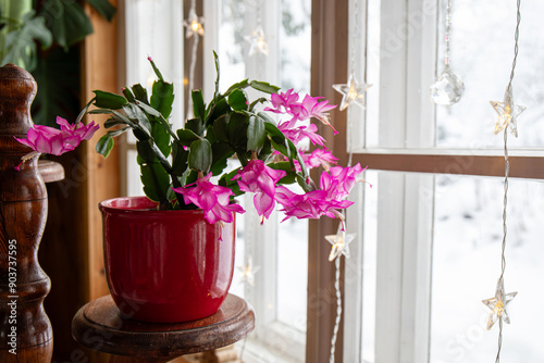 Cultivar belonging to the Schlumbergera Truncata Group called Christmas cactus or Thanksgiving cactus. Flower growing in flower pot in home, full bloom with snowy landscape seen from window.