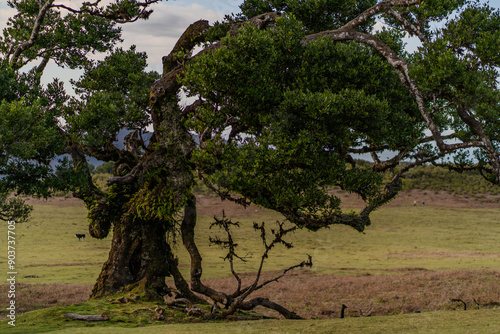 The primeval laurel forest of Laurissilva on the island of Madeira Portugal Gnarled trees scattered across a grassy field. Rolling hills stretch into the distance under a clear blue sky. photo