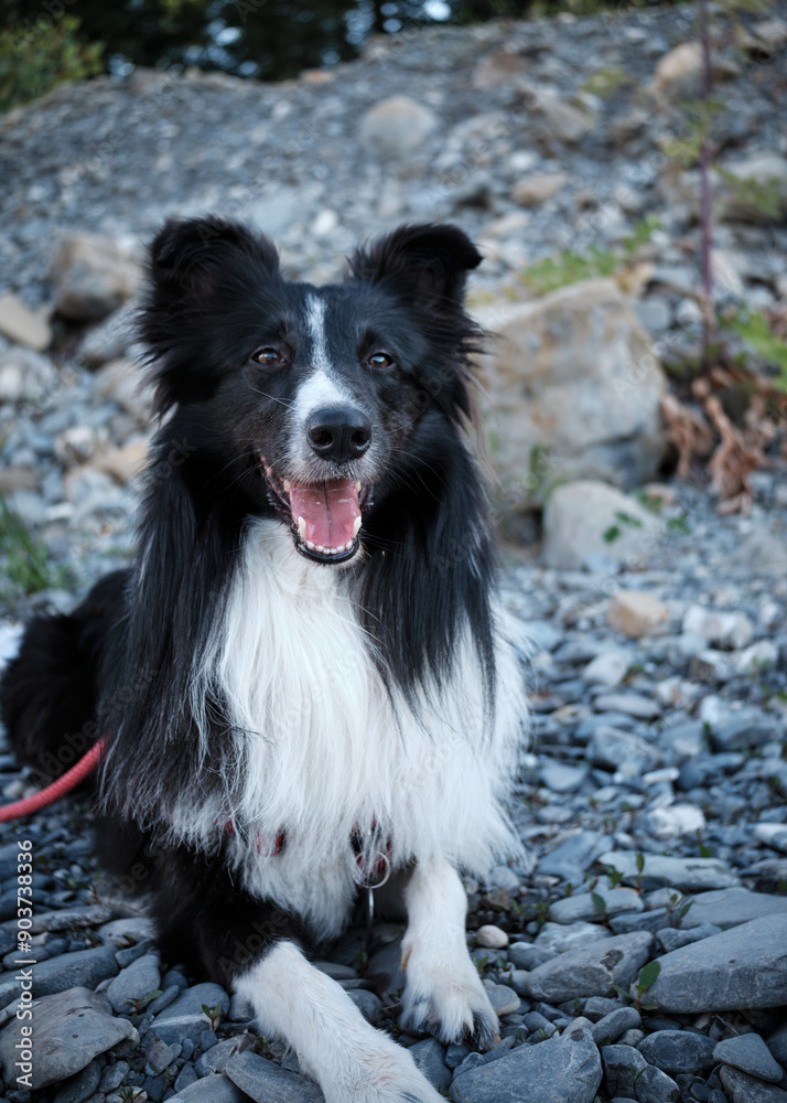 Fototapeta premium Foto scattata lungo il fiume Borbera a Cabella Ligure ad un cucciolo di border collie.