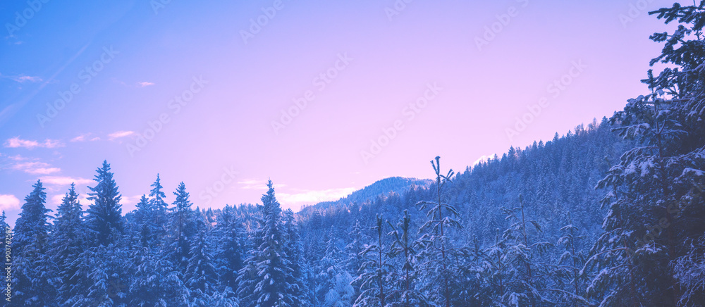 Snow-covered spruce trees on the mountainside during sunrise in winter. Horizontal banner