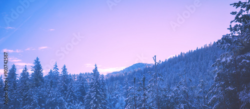 Obraz na płótnie Snow-covered spruce trees on the mountainside during sunrise in winter. Horizontal banner w salonie