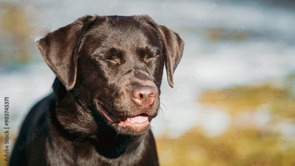 Funny pet labrador dog animal during seasonal activity. beautiful breed dog funny labrador outdoor pedigree pet portrait purebred. Funny pet labrador dog animal during seasonal activity. beautiful breed dog funny labrador outdoor pedigree pet portrait purebred.