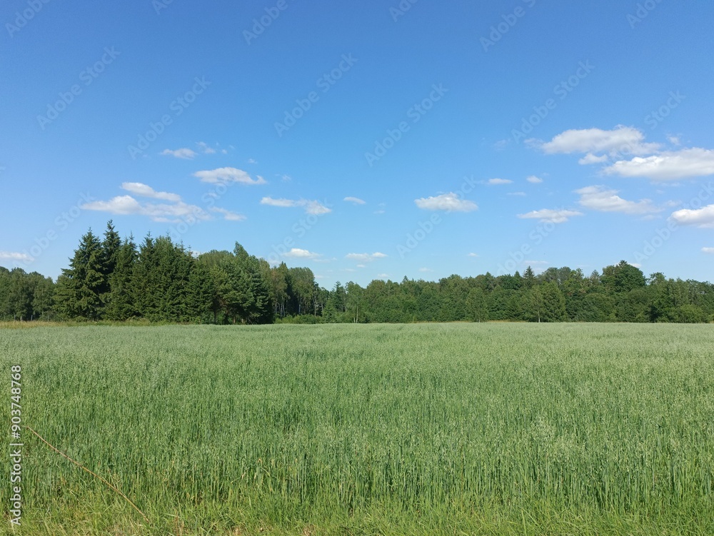 Field in somewhere. Countryside. Open field. Summertime. Unusual. Field in somewhere. Countryside. Open field. Summertime. Unusual.